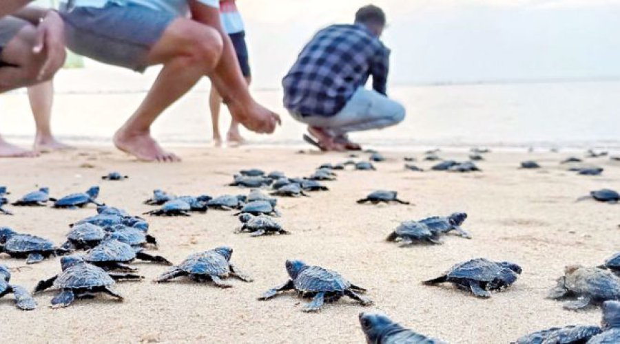 Find Unique Sri Lankan Experiences