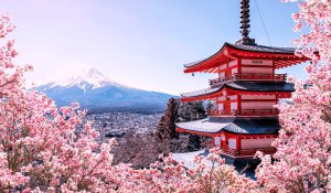 Tour Photo: Tokyo, Kyoto &amp; Osaka Highlights Tour (7 days)