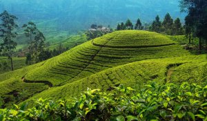 Tour Photo: Serenity in the Misty Hills