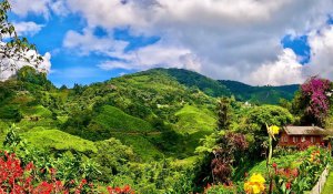Tour Photo: Cameron Highlands Nature Tour
