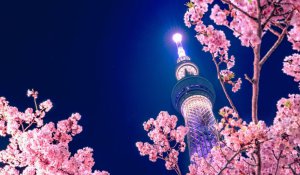 Tour Photo: Tokyo, Kyoto &amp; Osaka Highlights Tour (7 days)