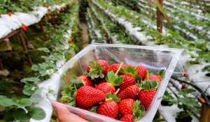 Tour Photo: Cameron Highlands Nature Tour